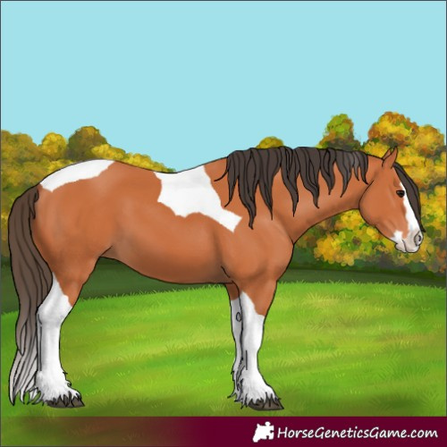 Horse Color:Bay Splash Tobiano 