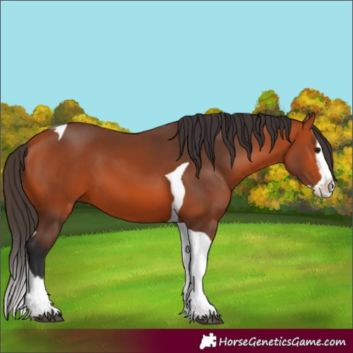 Horse Color:Bay Splash Tobiano