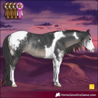 Horse Color:Black Sabino Tobiano Appaloosa Rabicano