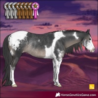 Horse Color:Black Sabino Tobiano Appaloosa Rabicano 