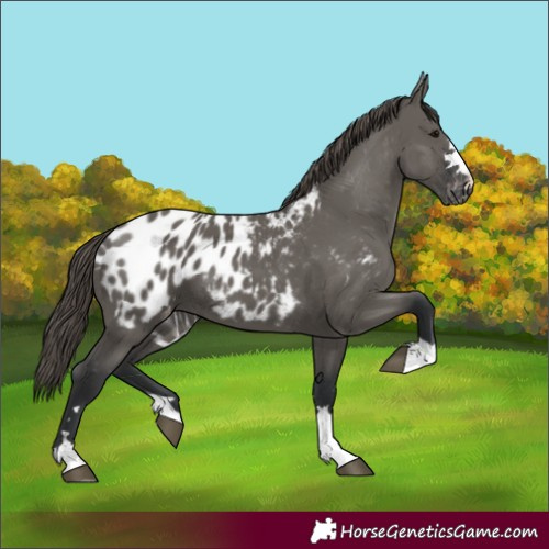Horse Color:Grullo Appaloosa