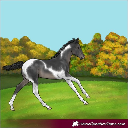 Horse Color:Black Tobiano 