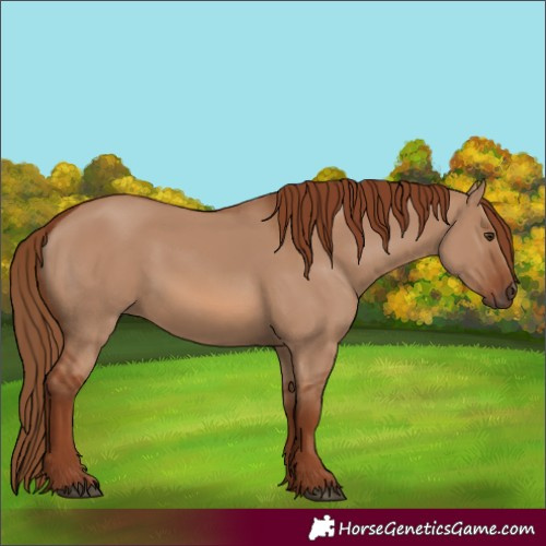 Horse Color:Red Dun Rabicano