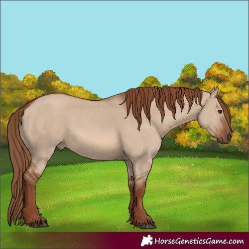 Horse Color:Red Dun Rabicano 