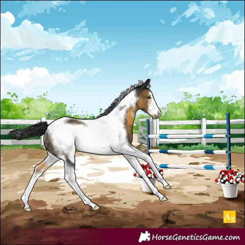 Horse Color:Buckskin Sabino Tobiano Frame Rabicano 
