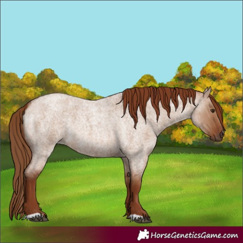 Horse Color:Red Dun Roan Rabicano