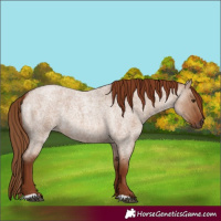 Horse Color:Red Dun Roan Rabicano 