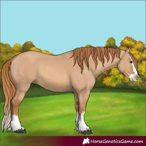 Horse Color:Red Dun Splash