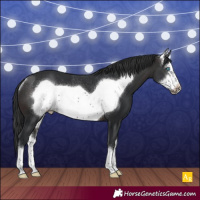 Horse Color:Brown Sabino Frame Rabicano