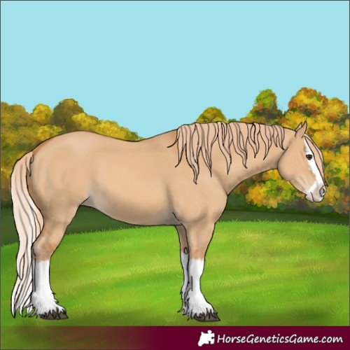 Horse Color:Red Dun Splash