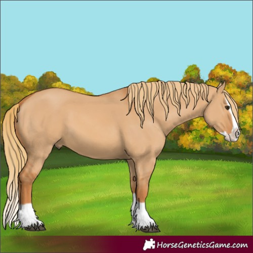 Horse Color:Red Dun Splash