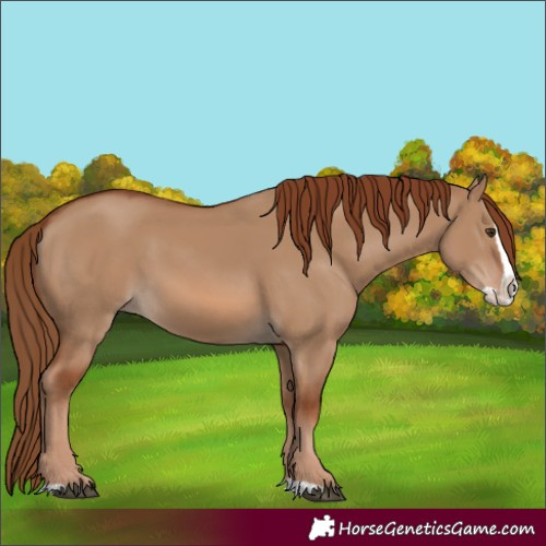 Horse Color:Red Dun Splash