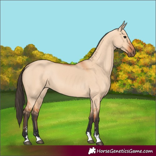 Horse Color:Bay Dun