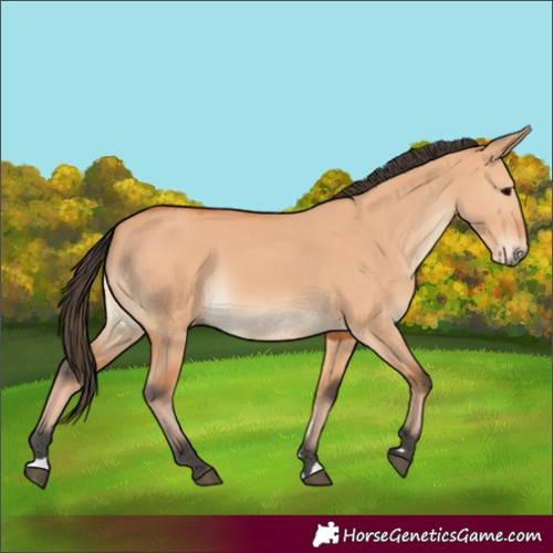 Horse Color:Bay Dun 