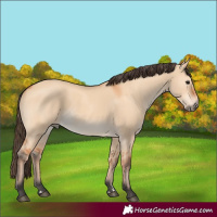 Horse Color:Bay Dun