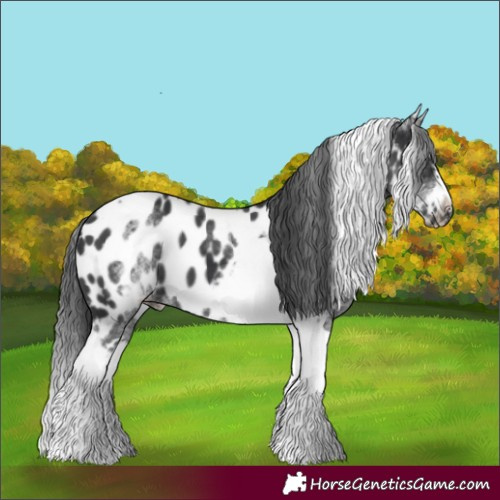 Horse Color:White Spotted Black Splash Tobiano Frame Near Leopard 
