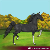 Horse Color:Black Tobiano Rabicano 