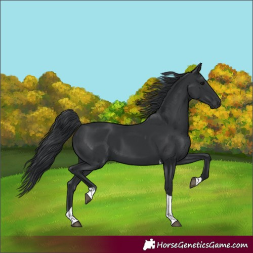 Horse Color:Black Tobiano Rabicano 