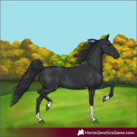 Horse Color:Black Tobiano Rabicano 
