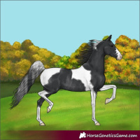 Horse Color:Black Tobiano Rabicano 
