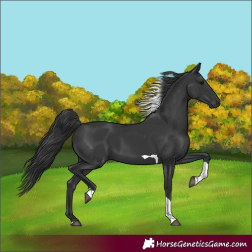 Horse Color:Black Tobiano Rabicano