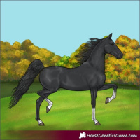 Horse Color:Black Tobiano Rabicano