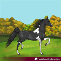 Horse Color:Black Tobiano Rabicano