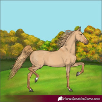 Horse Color:Red Dun