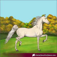 Horse Color:Palomino Dun 