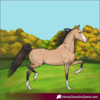 Horse Color:Bay Dun 