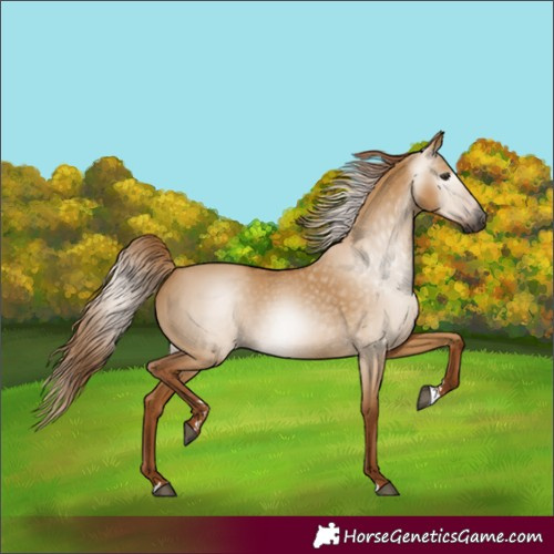 Horse Color:Gray Red Dun 
