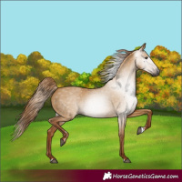 Horse Color:Gray Red Dun 