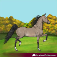 Horse Color:Brown Dun 