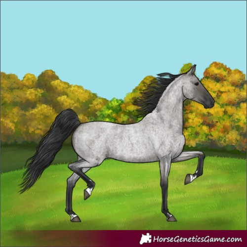 Horse Color:Grullo Roan