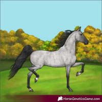 Horse Color:Grullo Roan 