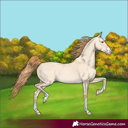 Horse Color:Gold Champagne Dun 