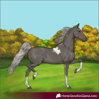 Horse Color:Silver Black Tobiano