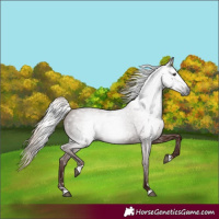 Horse Color:Gray Chestnut