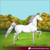 Horse Color:Gray Chestnut 