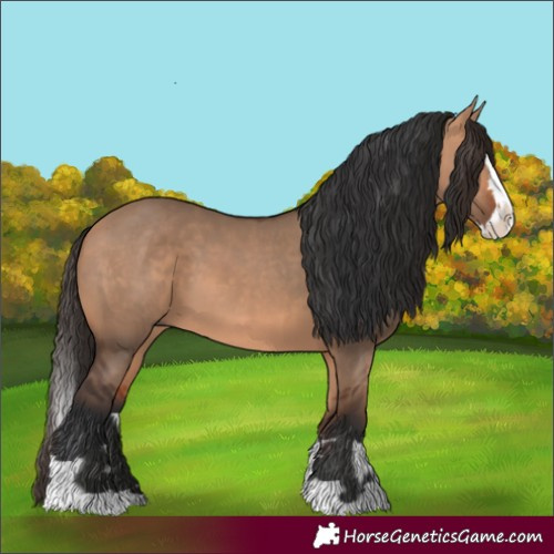 Horse Color:Bay Dun  and Bay Dun Splash 