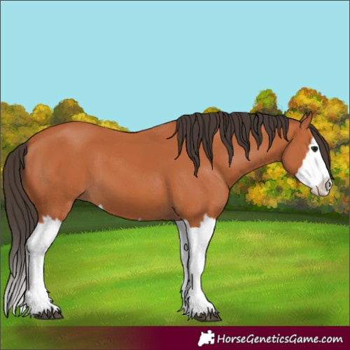 Horse Color:Bay Splash 