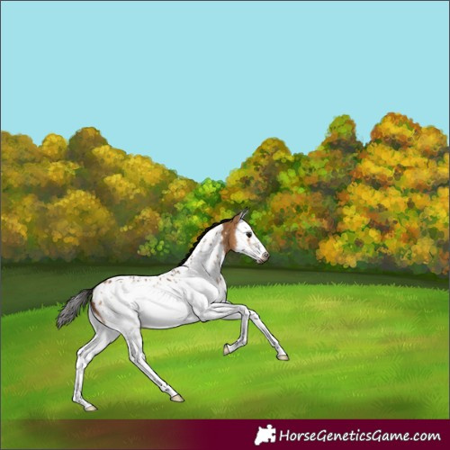 Horse Color:Gray Bay Dun Splash Frame Near Leopard 