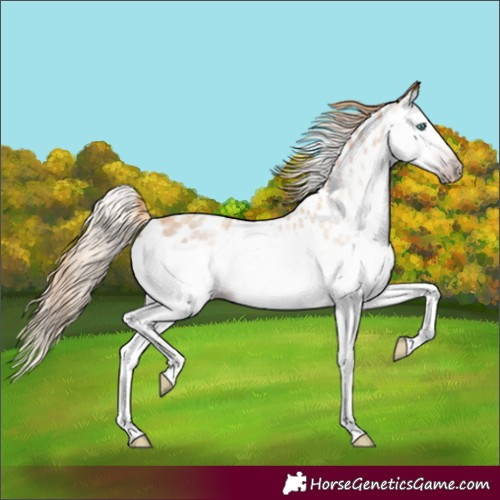 Horse Color:Gray Gold Champagne Roan Splash Near Leopard 