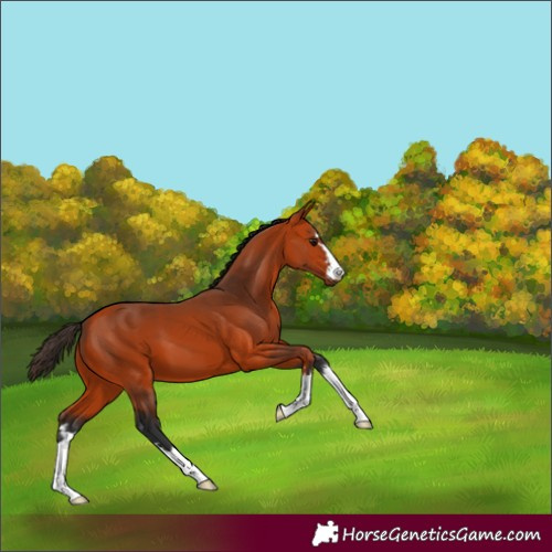 Horse Color:Bay 