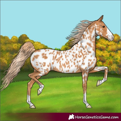 Horse Color:Chestnut Appaloosa 