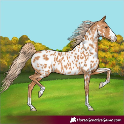 Horse Color:Chestnut Appaloosa 