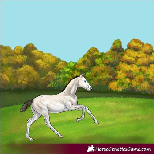 Horse Color:Buckskin Roan Dun Splash Frame Rabicano 