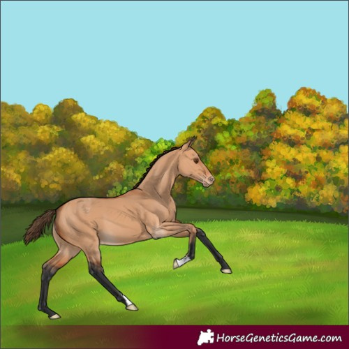 Horse Color:Bay Dun Appaloosa 