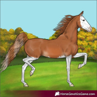 Horse Color:Chestnut Splash