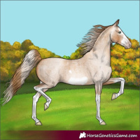 Horse Color:Gray Gold Champagne Roan Splash Frame 